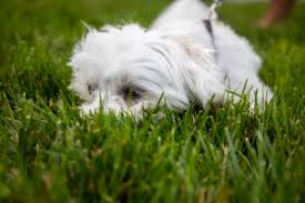 Petco pet stores in pennsylvania offer a wide selection of top quality products to meet the needs of a variety of pets. Best Pet Stores In The Philadelphia Area