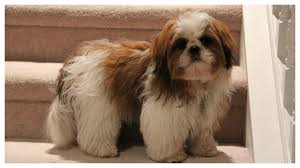 Maybe you would like to learn more about one of these? Shih Tzu Puppy Learns To Climb Up And Down Stairs Beautylashes19 Youtube