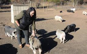 Pot Bellied Pig Rescue A Haven For Mistreated Pets Hartwell Sun Hartwell Georgia