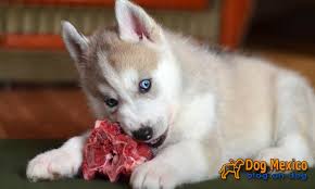 When searching for puppy food, the plethora of products available can be a bit overwhelming. Best Food Brand For Husky Puppy 7 Sensational Choices For You Dog Mexico