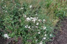 We did not find results for: Perennial Nursery Clematis Recta Waldrebe Nicht