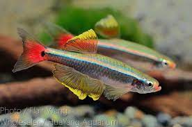 Pinyin bái yún shān) in the city of guǎngzhōu at the province of guǎngdōng around the 1930s by a boy scout leader called tan citation needed, hence the generic name tanichthys (tan's fish). ç™½é›²å±±ä½ æžå¾—æˆ'å¥½äº‚å•Š ä¸Š Fishbook