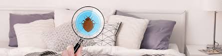 Winter pests include spiders, rodents, and termites in wisconsin. 5 Esay Tips For Winter Pest Control Safetech Pest Control