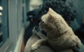 What's Really Going On With the Cat in Inside Llewyn Davis: A Theory - The  Atlantic