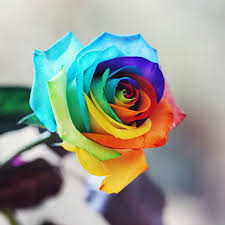 Fresno, ca 93704 united states. Rare Holland Rainbow Rose Flower Seeds Usa Garden Center