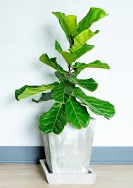 Best soil for fig trees. Soil For Fiddle Leaf Fig Trees Urbanorganicyield Com
