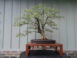 Live Oaks And Boxwoods Boxwood Bonsai Bonsai Styles Bonsai Tree