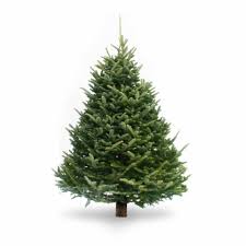 Find out you can make your thanksgiving or christmas meal less stressful and easy with a holiday meal from kroger. Dutchman Tree Farms Fraser Fir Fresh 6 7 Foot Christmas Tree 6 7 Ft Kroger