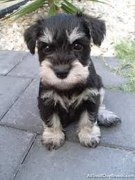 Find some badass and funny names for black dogs for both male and female pups here. 55 Adorable Miniature Schnauzer Dog Pictures