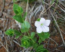 Image result for Hypoestes forskaolii