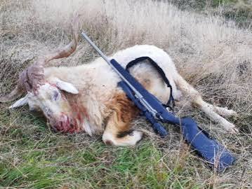 Hunter's Diary: the mountain goat hunt - Sporting Shooter