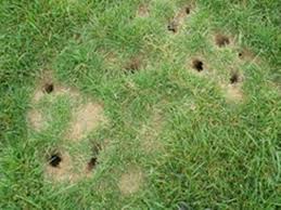 Jul 22, 2021 · trimming back trees prevents voles from hiding underneath them and helps the sun reach your lawn in order to dry it out after it rains. How To Get Rid Of Voles Garden Pests Garden Pest Control How To Attract Birds