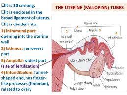 The moving of the cilium transfers the egg into the fallopian tube. Anatomy Of The Female Reproductive System Ppt Video Online Download