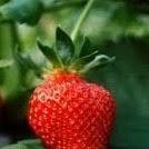 Strawberry Festival — Camp Swatara
