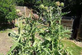 Artichokes are large perennial plants grown for their delicious large edible flower buds! How To Grow Globe Artichokes Rhs Gardening
