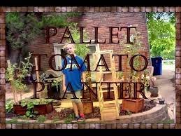 Can you grow tomatoes in a pallet garden. Pallet Tomato Planter Youtube