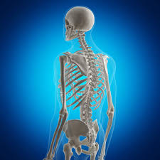 This area is commonly referred to as the calf. Illustration Of Back Bones In Human Skeleton On Blue Background Health Vertebral Column Stock Photo 243610606