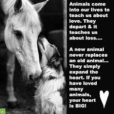 We did not find results for: Green Leaf Pets Dog Quotes Animal Quotes Pets