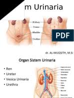 Ginjal ureter vesika urinaria uretra. Sistem Urinaria Docx Urinary Bladder Kidney