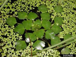 Image result for Trapa natans