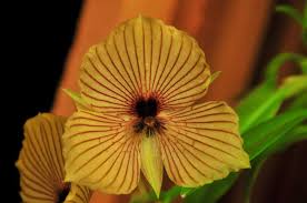 Image result for Thelepogon