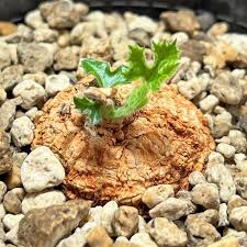 Image result for Coccinia mildbraedii