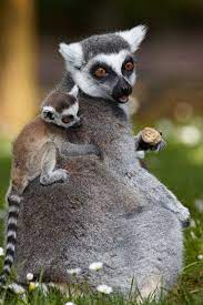 Baby Backpack Female Ring Tailed Lemur With Baby Primates Rare Animals Dolphins Strange Animals Whitetail Bucks H Animals Beautiful Zoo Animals Cute Animals
