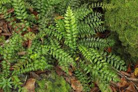 Image result for Lomariopsis