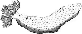 Common Sea Cucumber Clipart Etc Cucumber images black and white. common sea cucumber clipart etc