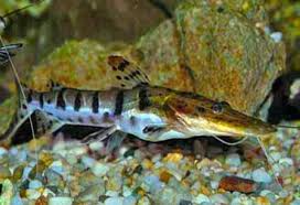 Black And White Striped Catfish Aquarium Tiger Shovelnose Shark Fresh Water Fish Tank Freshwater Aquarium Sharks Freshwater Catfish