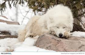 Image result for free photos wolf sleeping