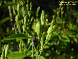 Image result for Justicia phyllostachys