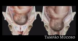 Tampao Mucoso Algo Estranho No Papel Higienico Casa Da Doula