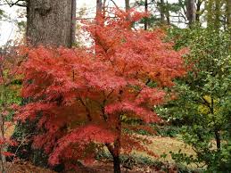 An individual accent plant well suited for areas of high drainage and low. Small Trees For Big Impacts East Texas Gardening