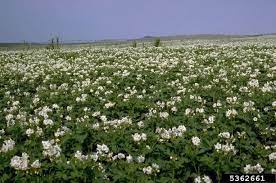 We start with the best varieties, grow them organically, and ship them at the perfect time for your area. Vegetables