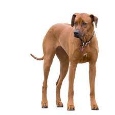 Sadly like so many other. Rhodesian Ridgeback Der Lowenhund Aus Afrika Rassebschreibung