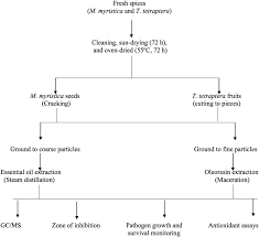 Image result for Monodora minor