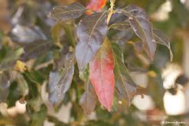 Image result for Combretum kraussii