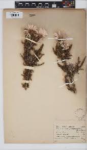 Image result for Philyrophyllum schinzii