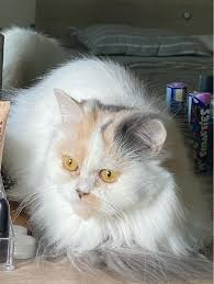 Maybe you would like to learn more about one of these? Cat Grooming In Al Khan Cat Grooming Petbacker Sharjah