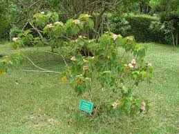 Image result for Dombeya acutangula