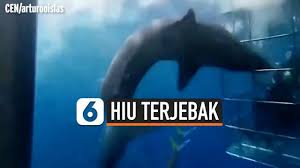 Hiu putih besar memiliki indra penglihatan, penciuman, dan pendengaran yang membuatnya bisa mendeteksi mangsa dengan seksama. Berita Hiu Putih Hari Ini Kabar Terbaru Terkini Liputan6 Com