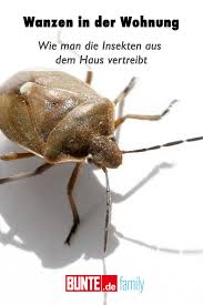 Wanzen In Der Wohnung Wie Man Die Insekten Aus Dem Haus Vertreibt Vertreiben Insekten Ameisen Bekampfen