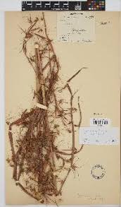 Image result for Hyparrhenia newtonii