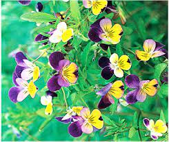 Pansy Flower Marathi Name Best Flower Wallpaper
