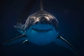 Jul 23, 2015 · there are plenty of chances for sharks to get into the great lakes. 12 Facts About Great White Sharks Mental Floss