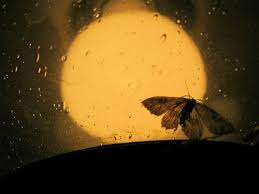 Why Are Moths Attracted To Flame Earthsky Org In 2020 Moth Aesthetic Light Artwork