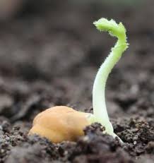 Several things can also determine how fast seeds can sprout. Ten Seedling Tips Mark Macdonald West Coast Seeds