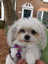 Find opening hours and closing hours from the adoption & foster care category in greensboro, nc and other contact details such as address, phone number, website. Greensboro Nc Maltese Meet Lucy A Dog For Adoption Teacup Puppies Maltese Dog Adoption Maltese