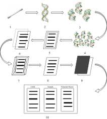 A short story about the relationship between you and the person. Dna Profiling Wikipedia